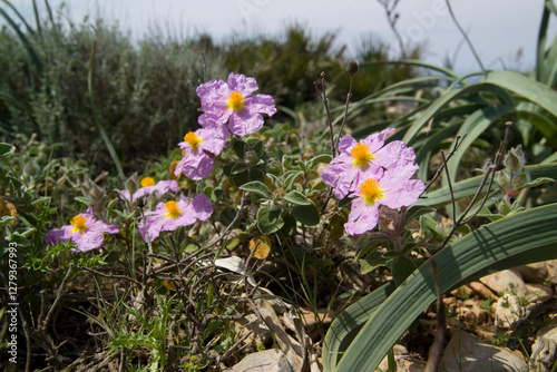 Canvas Print Red rockrose (Cistus incanus)