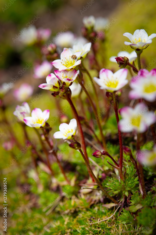 Floral beautiful background with flowering plants, macro, selective focus. Spring flower saxifrage with white petals and beetle on petals Floral beautiful background with flowering plants, macro, selective focus. Spring flower saxifrage with white petals and beetle on petals