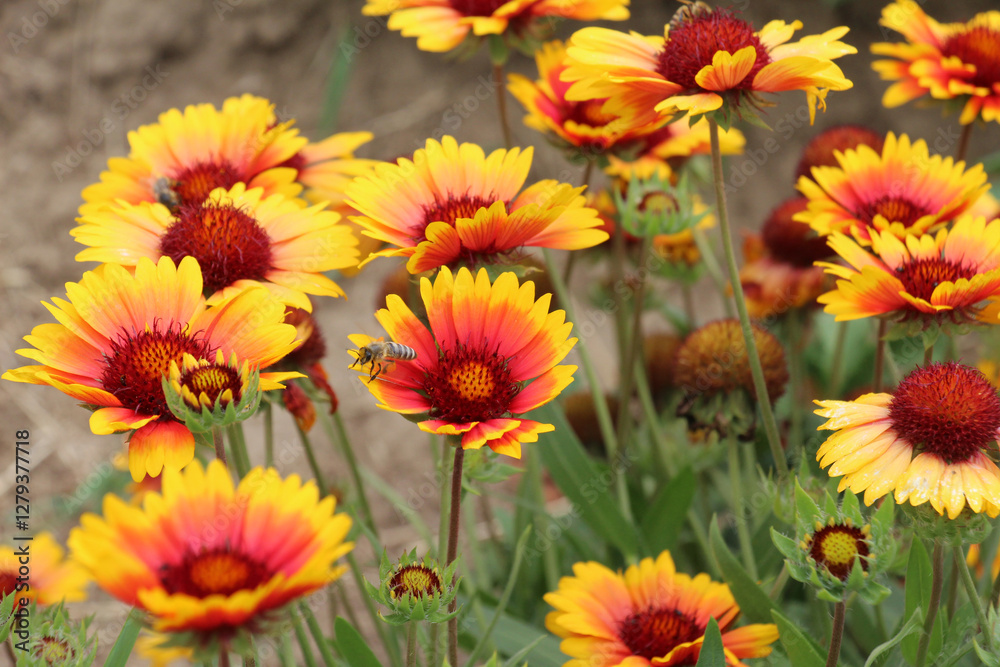 Haillardia is blooming in the garden Haillardia is blooming in the garden