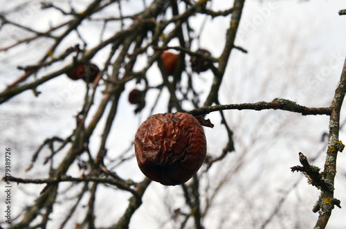 The apple has spoiled but is still hanging on the tree photo