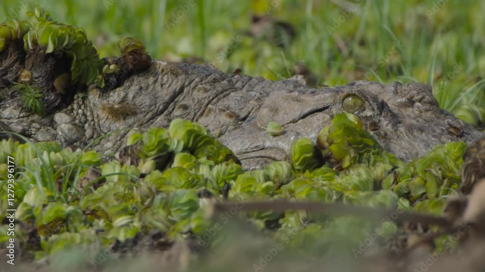 Crocodile hides in the pond to hunt Crocodile hides in the pond to hunt