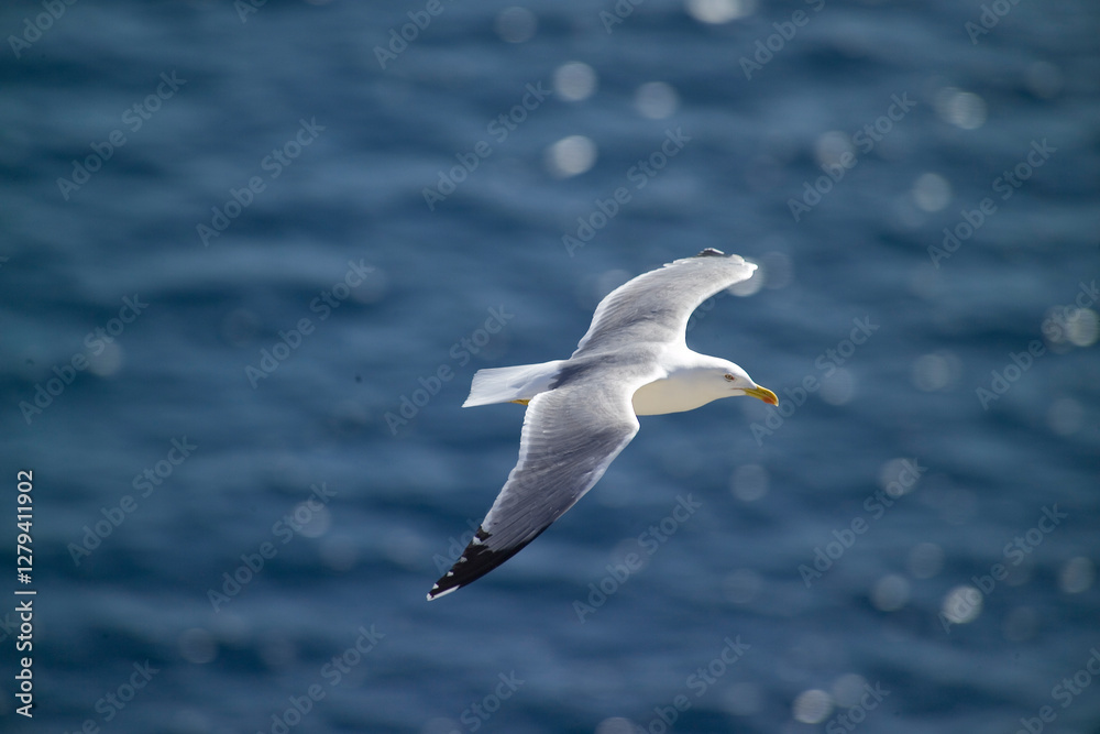 seagull in flight over the sea, high angle, yellow-legged gull (Larus michahellis) Alghero, Capo Caccia, Sardinia, Italy. seagull in flight over the sea, high angle, yellow-legged gull (Larus michahellis) Alghero, Capo Caccia, Sardinia, Italy.