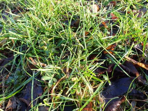 fallen leaves in a green grass