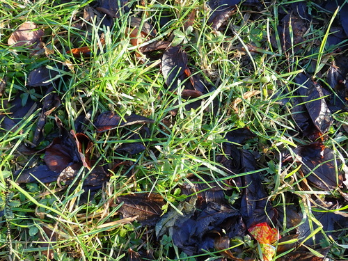 fallen leaves in a green grass