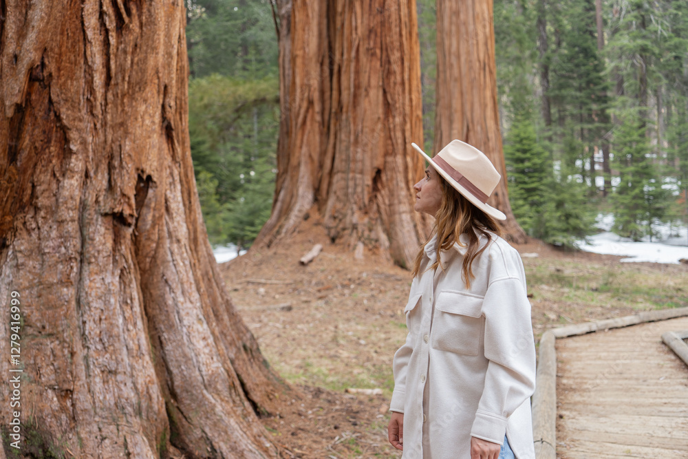 Obraz premium woman walking among giant trees in the forest in Sequoia National Park, USA.