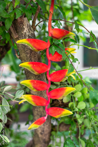 Cuadro en lienzo A blooming red Heliconia rostralis flower against a background of tropical green