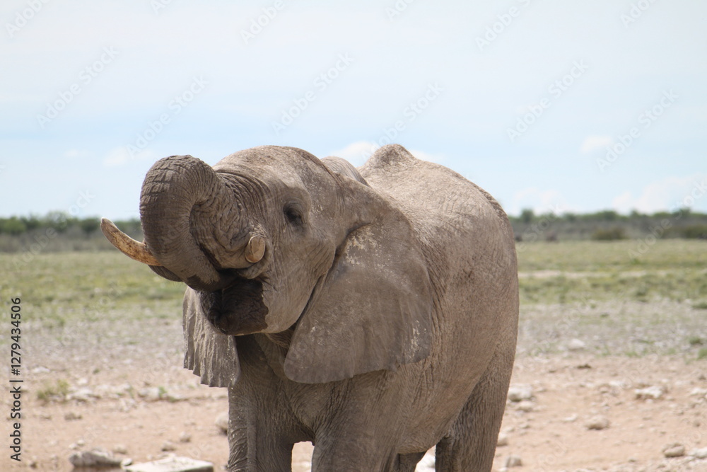 Obraz premium Detail of African bush elephant bull drinking at waterhole. Impressive encounter with wildlife at Etosha National Park in Namibia.