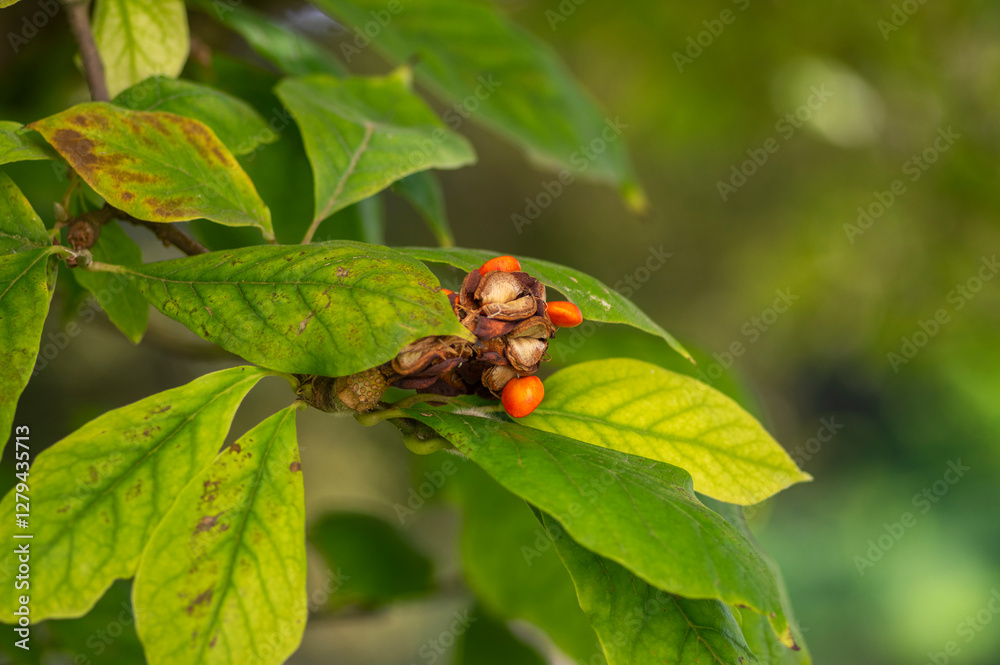 Magnolia soulangeana tree branches with green and yellow leaves and pink seed cones with bright orange seeds
