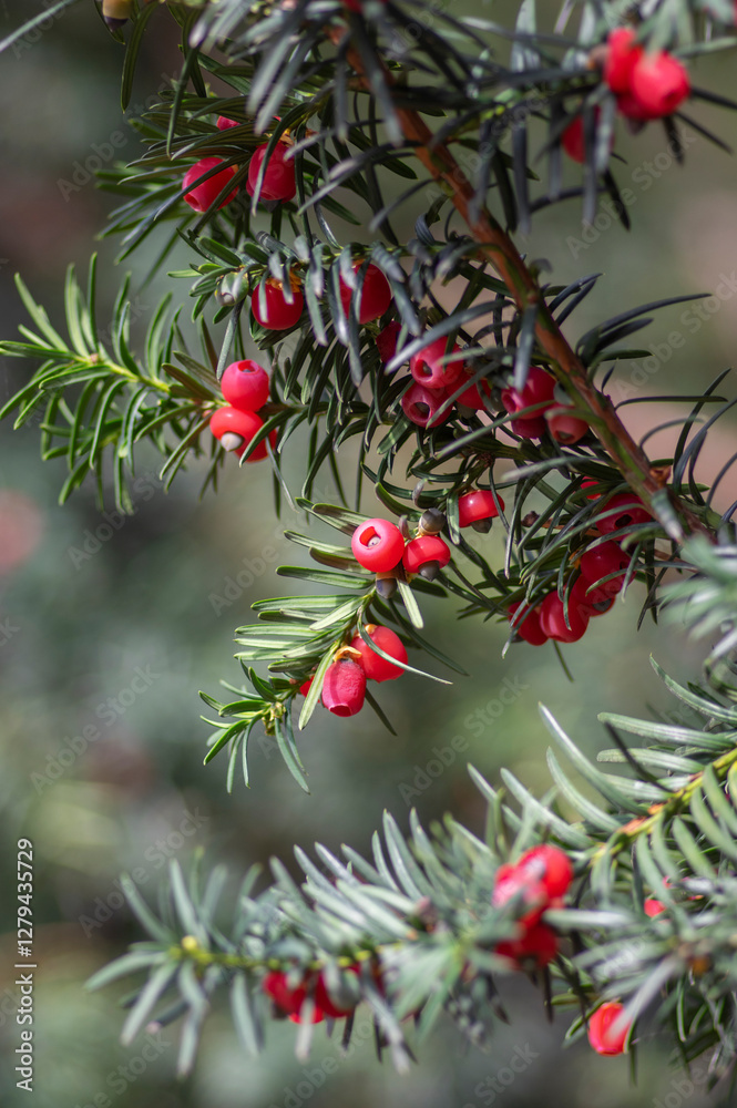 Taxus baccata common european yews tree shrub branches with green leaves needles and red berry like cones with seeds