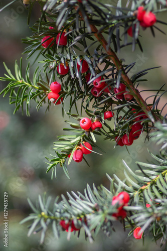 Obraz na płótnie Taxus baccata common european yews tree shrub branches with green leaves needles and red berry like cones with seeds w salonie