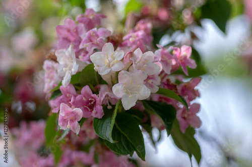 Obraz na płótnie Weigela coraeensis pink white flowering shrub plant, group of colorful flowers in bloom w salonie