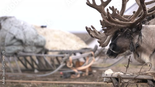 Domestic antlered deer next to a yurt in the tundra in autumn. Reindeer belonging to the small people of Russia photo