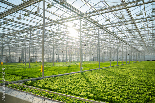 Lettuce in modern greenhouse with automated irrigation, climate control. Precise watering, humidity maintenance for optimal crop health, efficient agriculture technology, sustainable farming