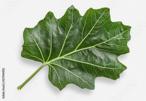 Detailed Closeup of a Single Dark Green Leaf Against Light Grey Background photo