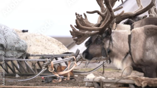 Domestic antlered deer next to a yurt in the tundra in autumn. Reindeer belonging to the small people of Russia
