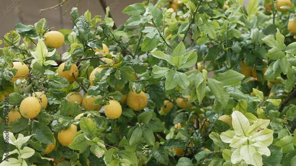 Bright yellow lemons hanging from branches after a refreshing rain, showcasing organic gardening and fresh citrus harvest. Perfect for eco-friendly and farm visuals. Close-up of ripe lemons on a tree Bright yellow lemons hanging from branches after a refreshing rain, showcasing organic gardening and fresh citrus harvest. Perfect for eco-friendly and farm visuals. Close-up of ripe lemons on a tree