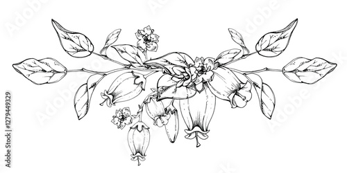 Blueberry white bell flower and bud with plant leaves on branches, hand drawn in ink vector, wildflower botanical illustration. Isolated garland composition, for scrapbooking, wedding, florist shop