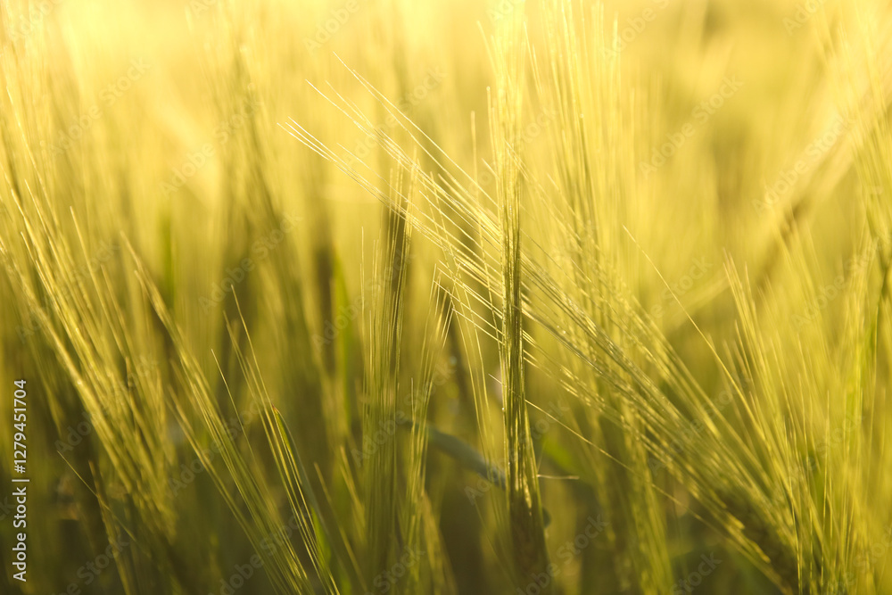 An abstract green grass field stretches across the image, creating a vibrant and natural background. The composition includes a subtle border, offering space for text or additional design elements An abstract green grass field stretches across the image, creating a vibrant and natural background. The composition includes a subtle border, offering space for text or additional design elements