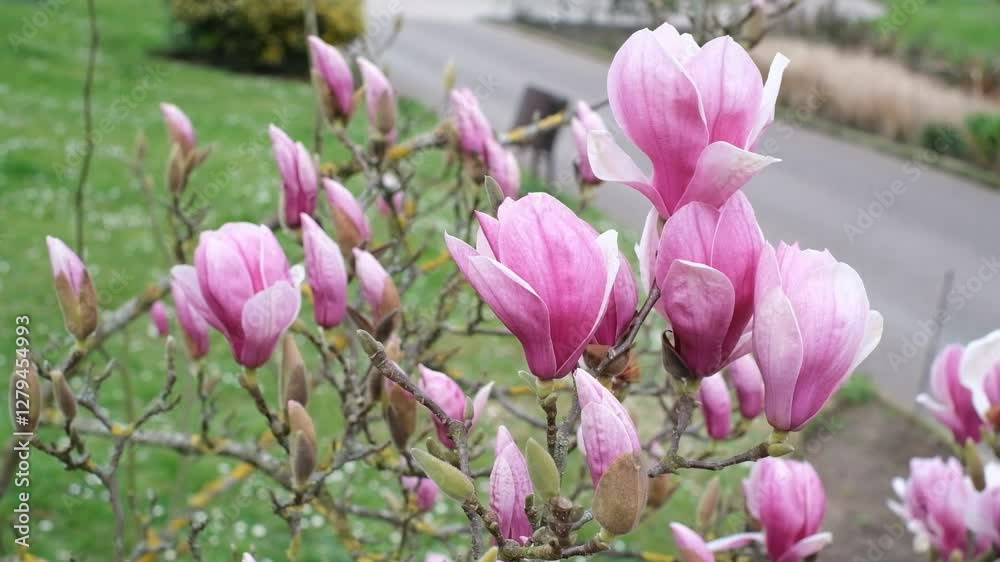 A bunch of pink magnolia flowers are blooming on a tree. A bunch of pink magnolia flowers are blooming on a tree.