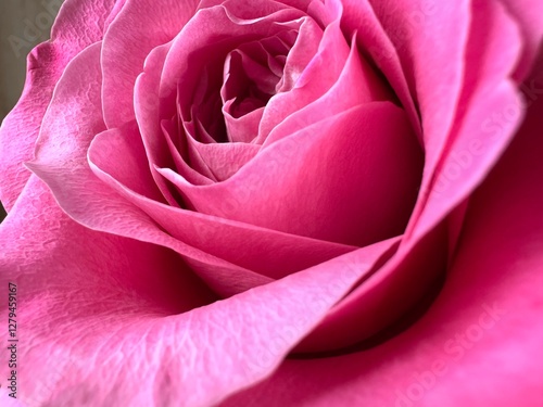 Pink rose in macro from a very close distance and very beautiful petals and bright colors
