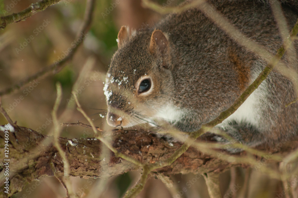 squirrel on the tree squirrel on the tree