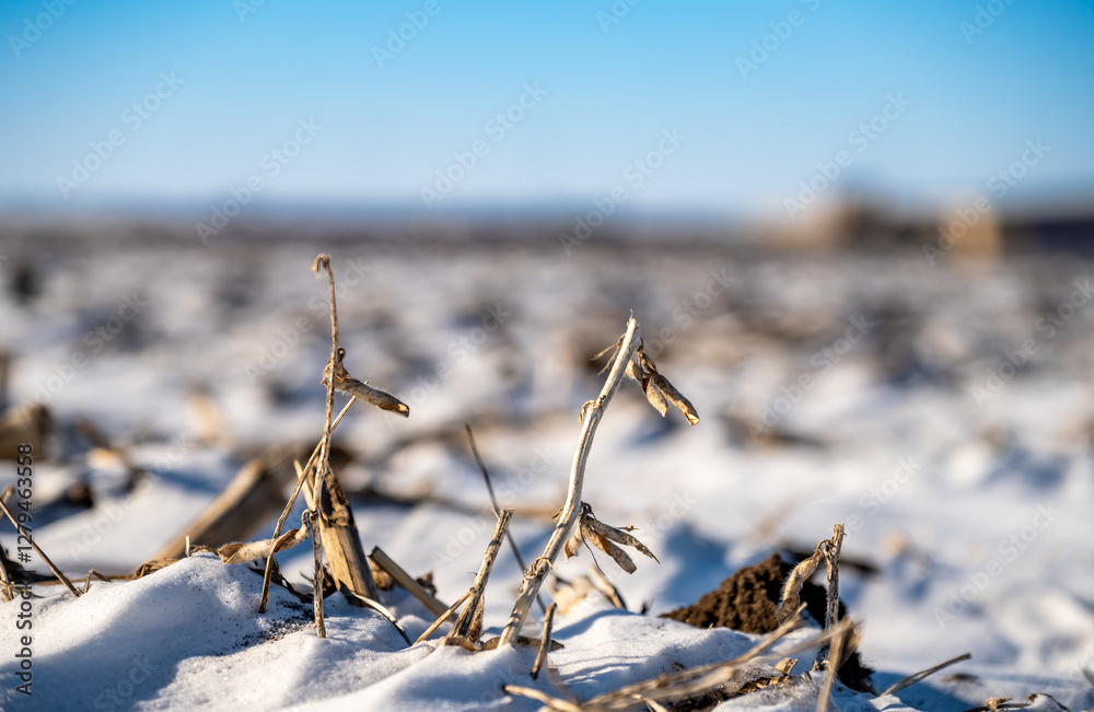Selective focus on crop residue in a barren field covered with snow during winter. Selective focus on crop residue in a barren field covered with snow during winter.
