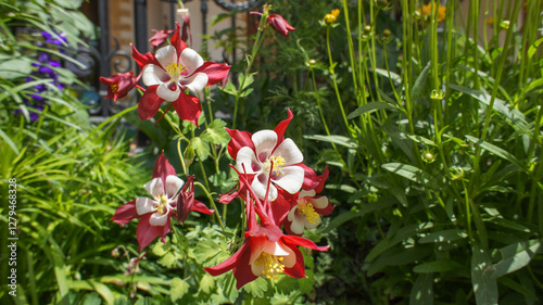 Aquilegia or grannys bonnet or columbine, red blooming spring and summer flower in the garden and landshaft design