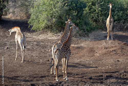 Group of four giraffes in Africa RSA photo