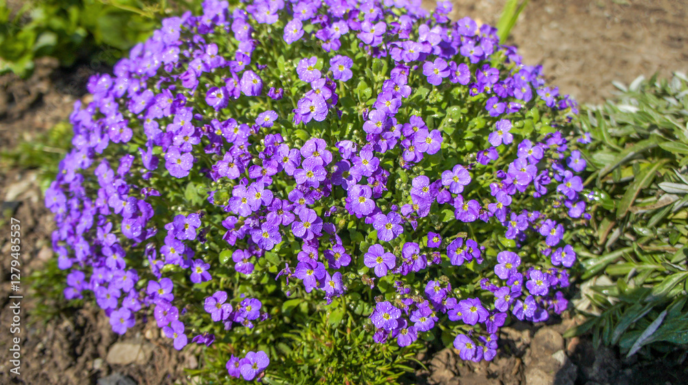 Obraz premium Pink and blue Aubrieta deltoidea species of flowering plant in the mustard family. Common names include lilacbush, purple rock cress and rainbow rock cress, flower in the garden and landshaft design