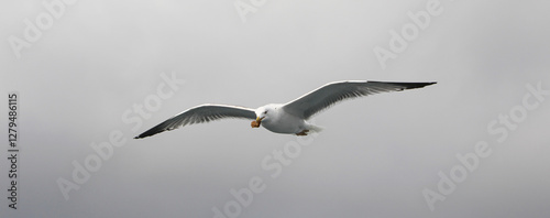 Feeding seagulls in flight. Seagull catches bread in the air. Seagull close-up in the gray sky on a cloudy day.