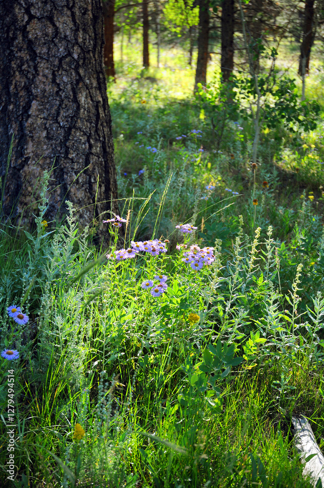 Fototapeta premium purple spring flowers in a Colorado forest setting with tree trunk