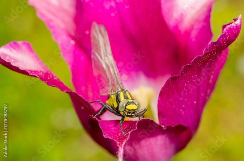 Dragonfly resting on flower bud with purple tulip.
