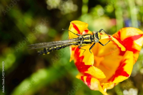 Dragonfly on a yellow and red flower bud.