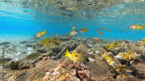 School of blackspot snapper (Lutjanus ehrenbergii) fishes, Red Sea. 4K stock video footage photo