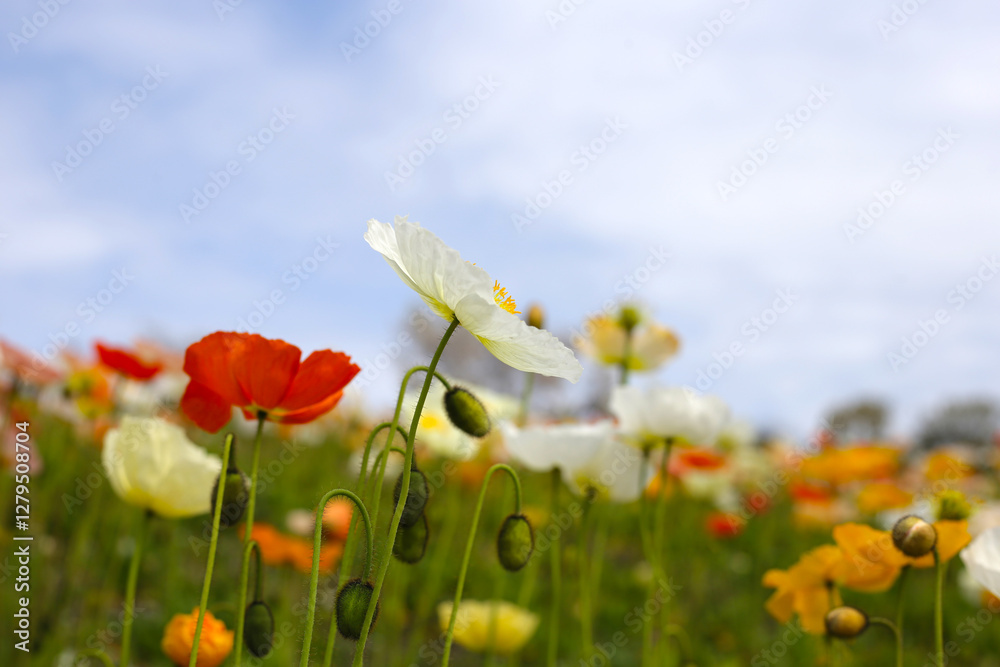 Fototapeta premium Beautiful poppy flower garden. The Expo 70 Commemorative Park, Osaka, Japan