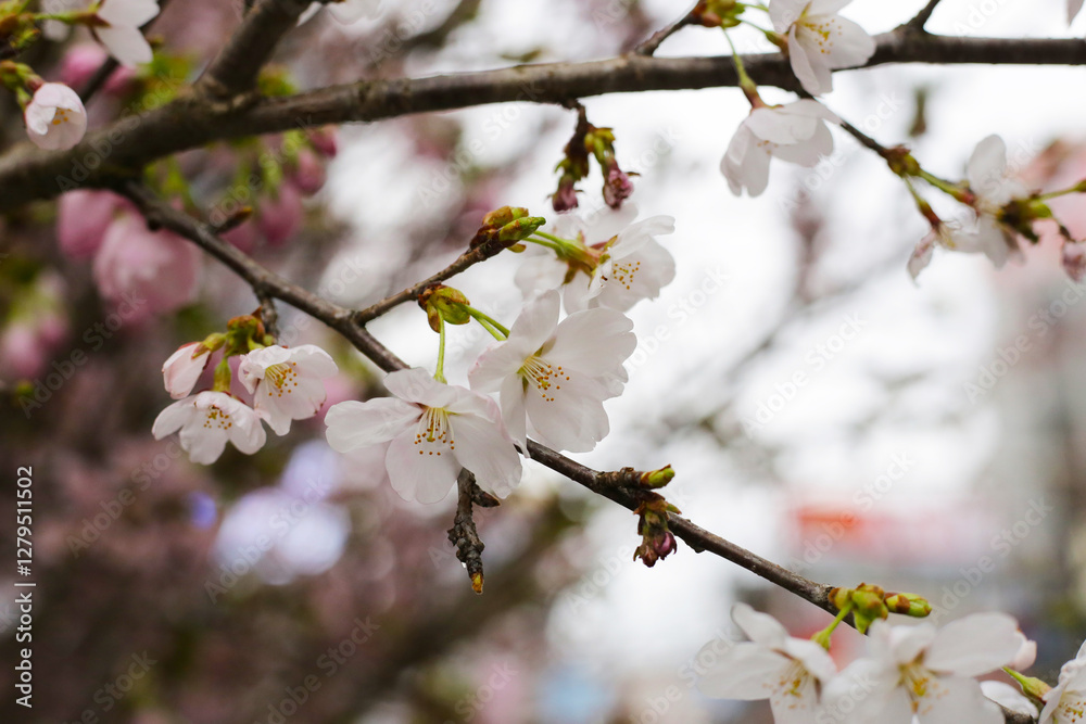 Branches of sakura flowers, cherry blossom Branches of sakura flowers, cherry blossom