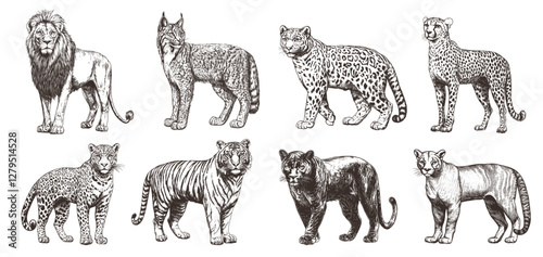 wild big cats engraving. lion lynx puma jaguar snow leopard tiger panther leopard, cat animal predator sketch nature monochrome drawing vector illustration