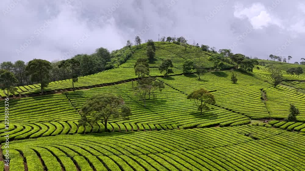 Beautiful hillside tea plantation in Indonesia with patterns formed by the rows of Camellia sinensis. Aerial drone video of tea plantation in SE Asia. Beautiful hillside tea plantation in Indonesia with patterns formed by the rows of Camellia sinensis. Aerial drone video of tea plantation in SE Asia.