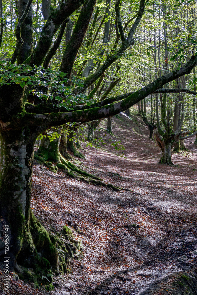 Obraz premium Spectacular beech trres in the Gorbea natural Park on a sunny autumn day