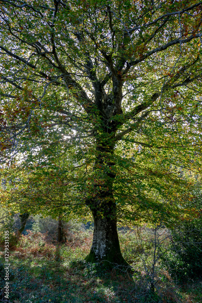 Fototapeta premium Spectacular beech trres in the Gorbea natural Park on a sunny autumn day