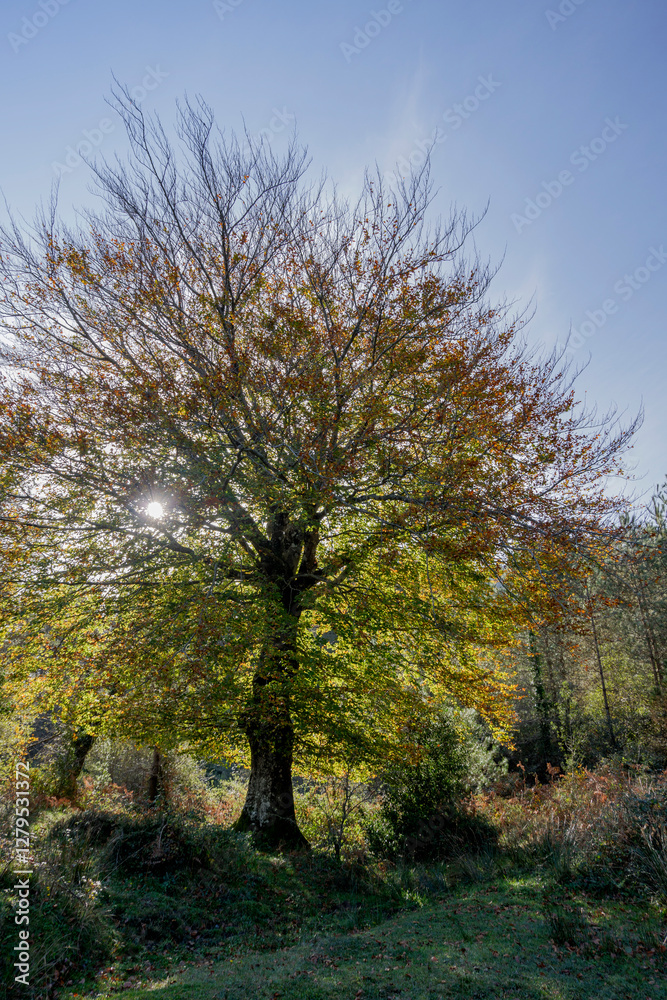 Fototapeta premium Spectacular beech trres in the Gorbea natural Park on a sunny autumn day