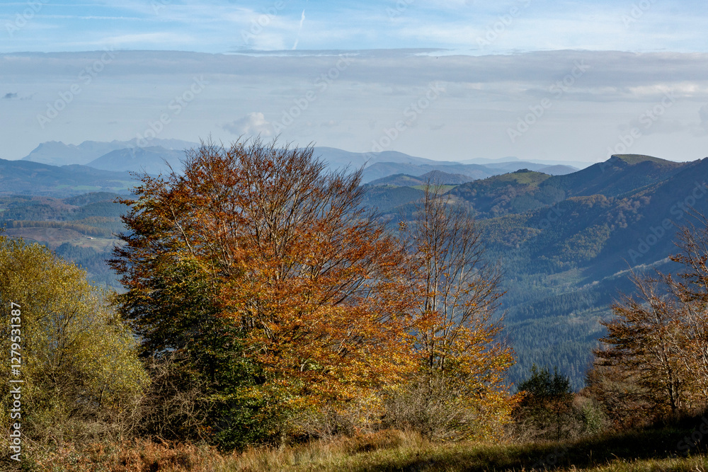 Fototapeta premium Spectacular beech trres in the Gorbea natural Park on a sunny autumn day