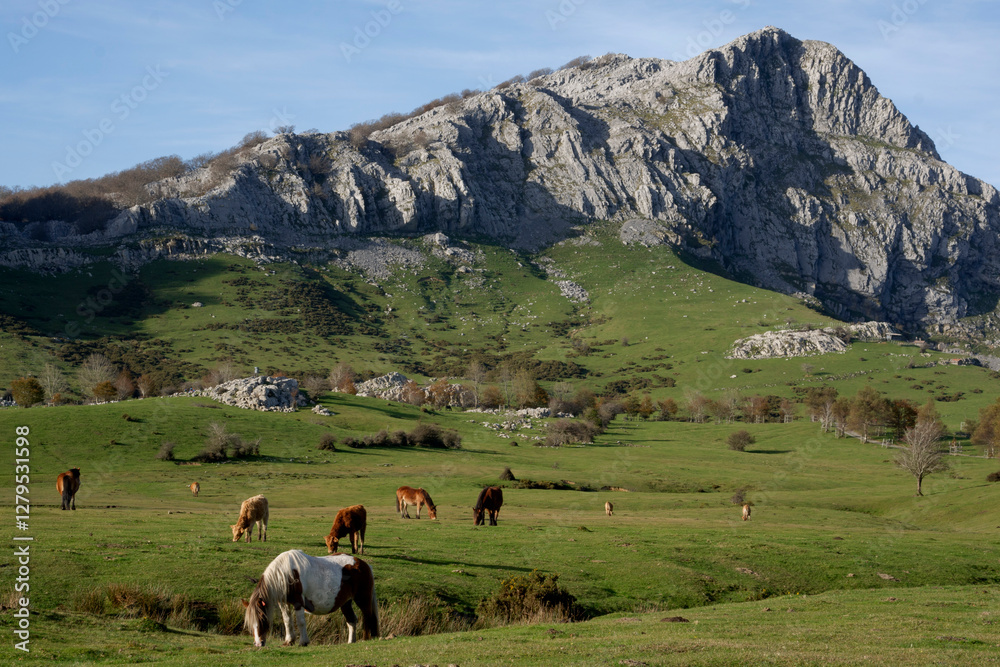Horses and cows grazing in a beautiful setting in the Gorbea Natural Park in the Basque Cpuntry, Spain Horses and cows grazing in a beautiful setting in the Gorbea Natural Park in the Basque Cpuntry, Spain