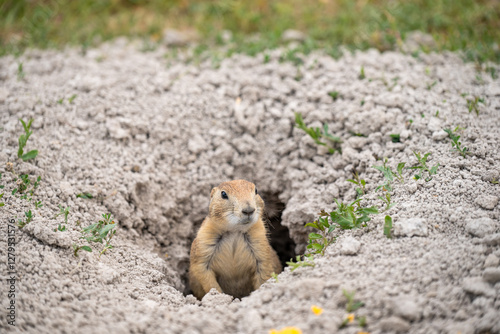 prairie dog peeking out of an underground hole to it's home