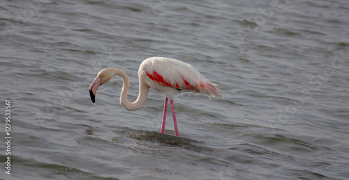 flamingo na Ria Formosa