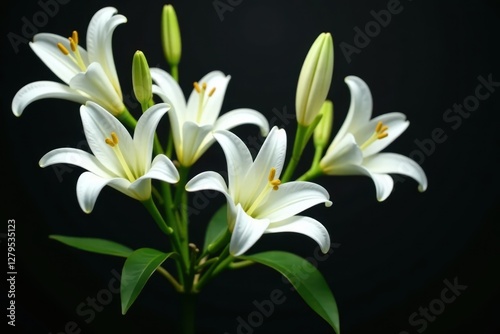 White lily branches isolated on a dark funeral background, white blooms, funeral
