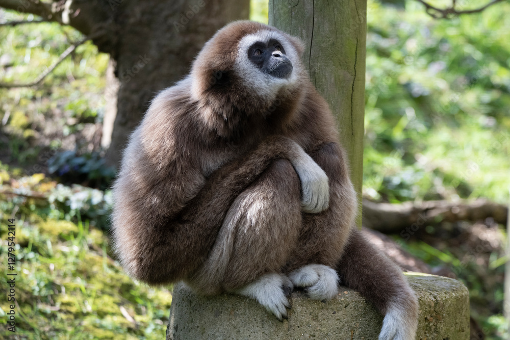 The Lar Gibbon (Hylobates lar), also known as the White-Handed Gibbon. The Lar Gibbon (Hylobates lar), also known as the White-Handed Gibbon.