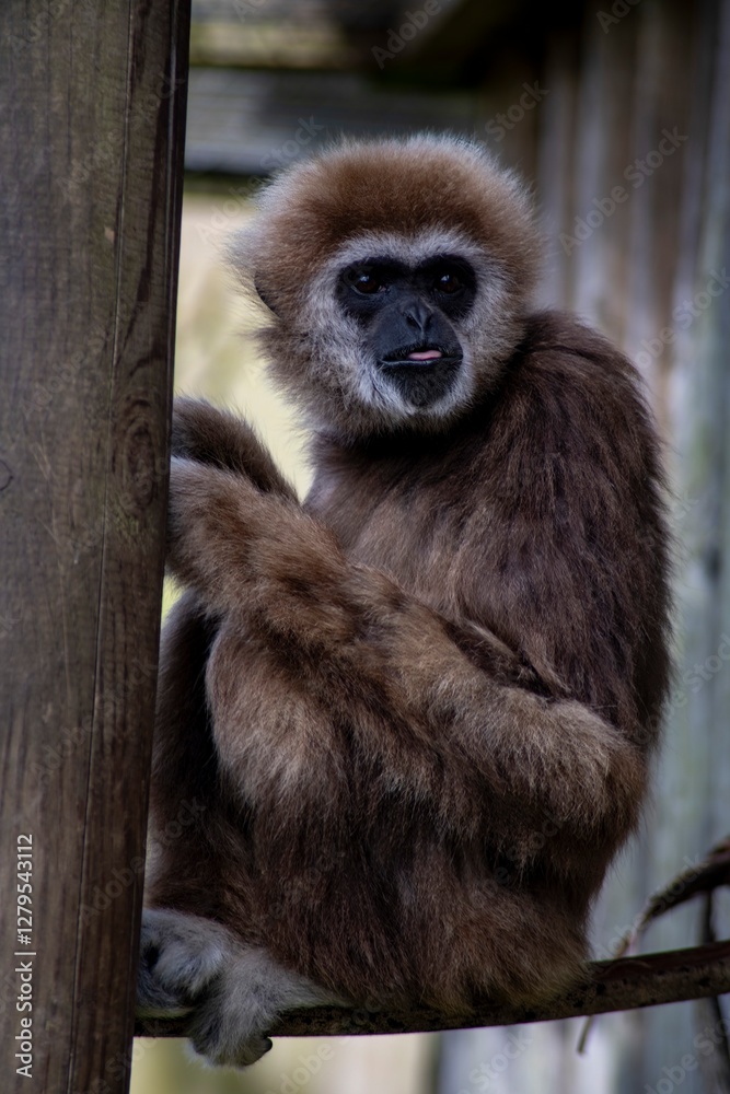 The Lar Gibbon (Hylobates lar), also known as the White-Handed Gibbon. The Lar Gibbon (Hylobates lar), also known as the White-Handed Gibbon.