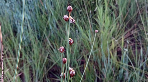 Flor e Fruto de Xyris, planta photo