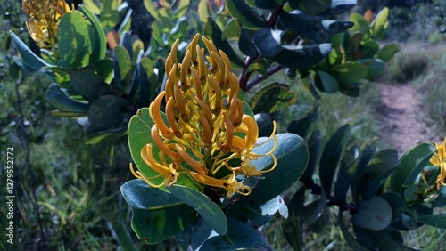 Flor de Vochysia elliptica photo